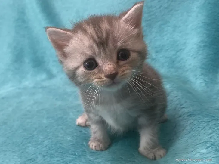 わい☺︎︎ 様のお迎えした子猫