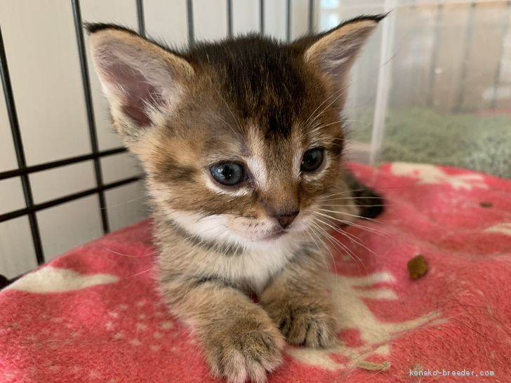 マンチカン 短足 女の子 ブラウンティクドタビー ホワイト 2019 06 18生まれ 埼玉県 子猫id 1907 01046 超可愛い お姫様 みんなの子猫ブリーダー