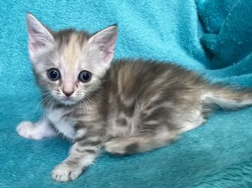 マンチカン(短足)【埼玉県・男の子・2020年4月13日・ダイリュートキャリコ（短毛）】の写真「超希少！ダイリュートキャリコおっとり系短足王子様🎶」