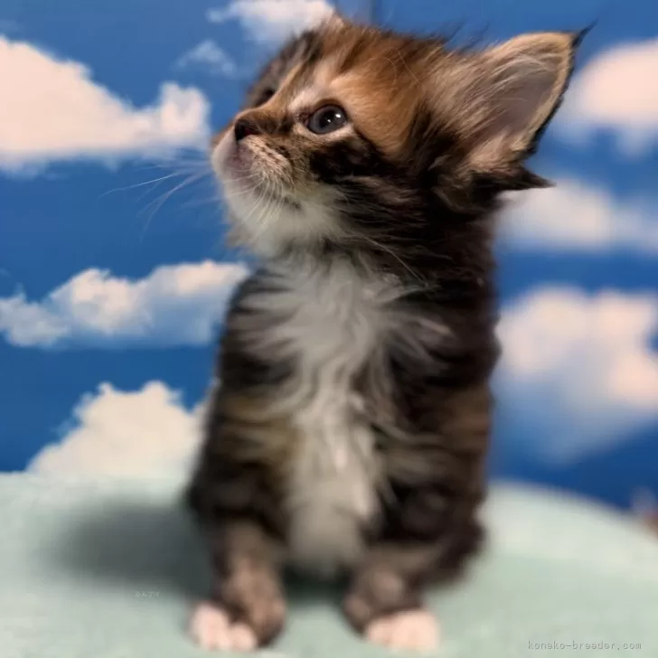 ID:2502-01042の子猫