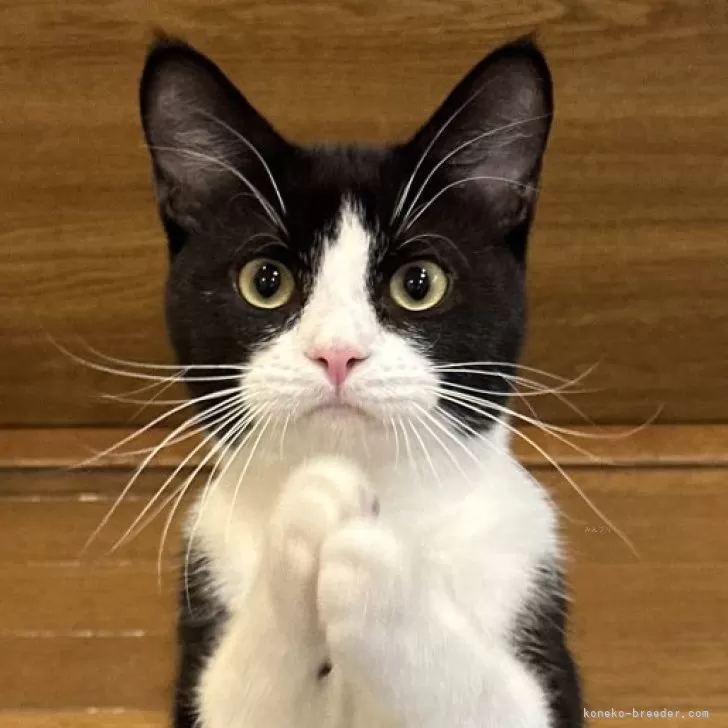 ID:2410-02941の子猫