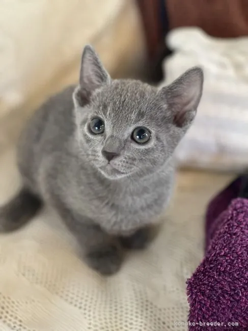 ID:2204-01641の子猫