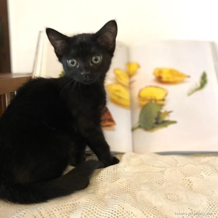 ID:2206-02472の子猫