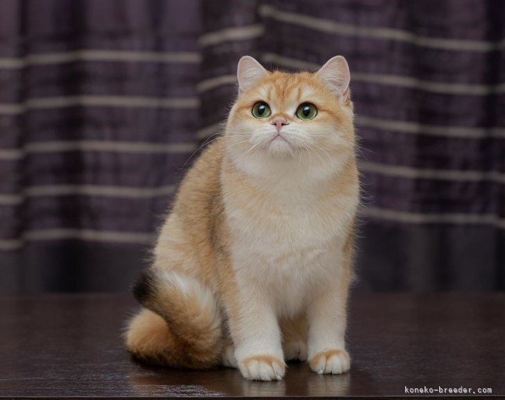 トップキャッテリーから来日した梅子｜松永　モナ(まつなが　もな)ブリーダー(兵庫県・ブリティッシュショートヘアなど・ICC登録)の紹介写真4