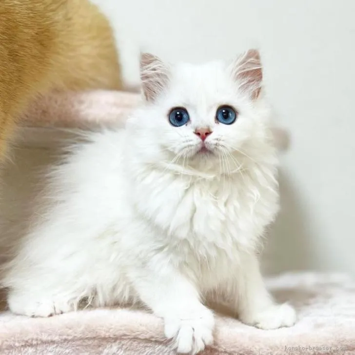 マリス 様のお迎えした子猫