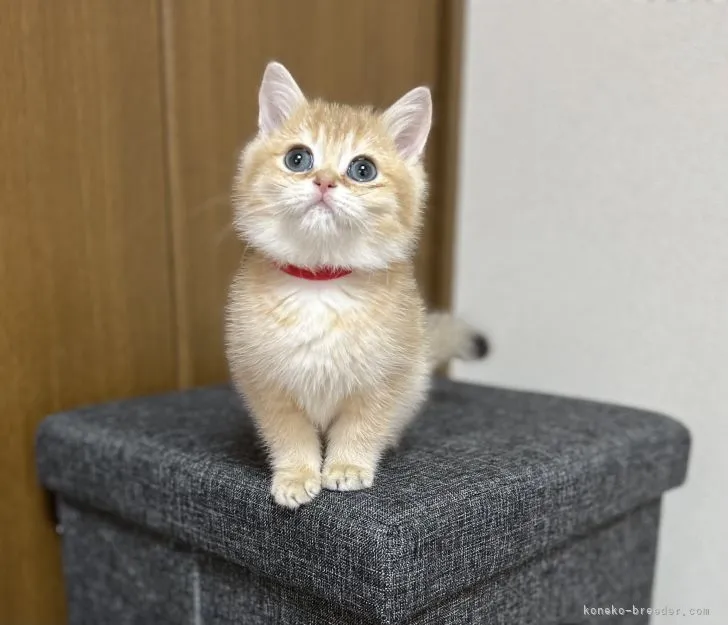 ID:2111-01532の子猫