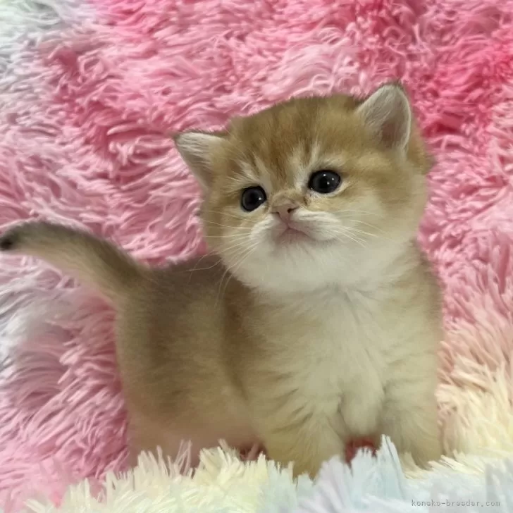 ID:2504-01568の子猫