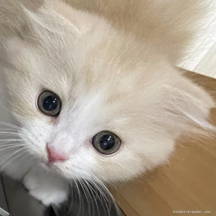 ID:2406-02728の子猫
