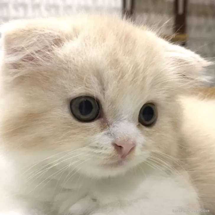 ID:2406-02726の子猫