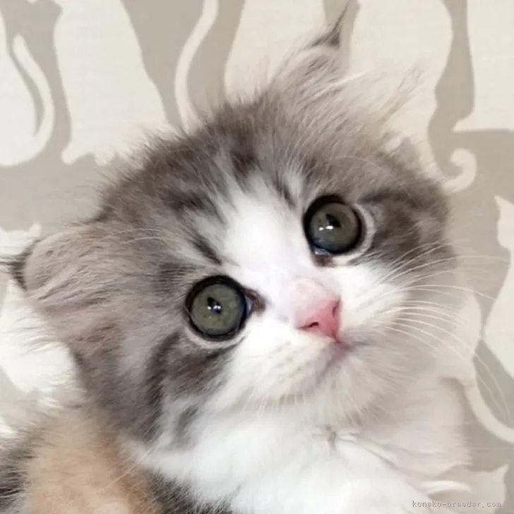 ID:2308-00216の子猫
