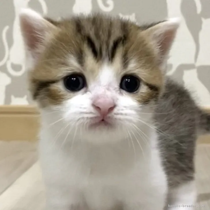 ID:2308-03234の子猫