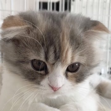 猫と子どもは仲良くなれる？ 仲良くなるコツとおすすめの猫種