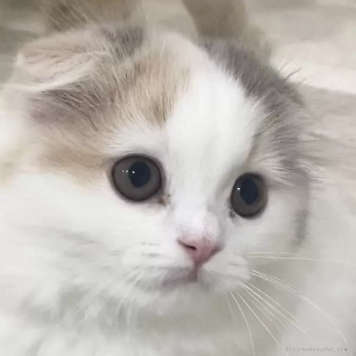 ID:2411-02732の子猫