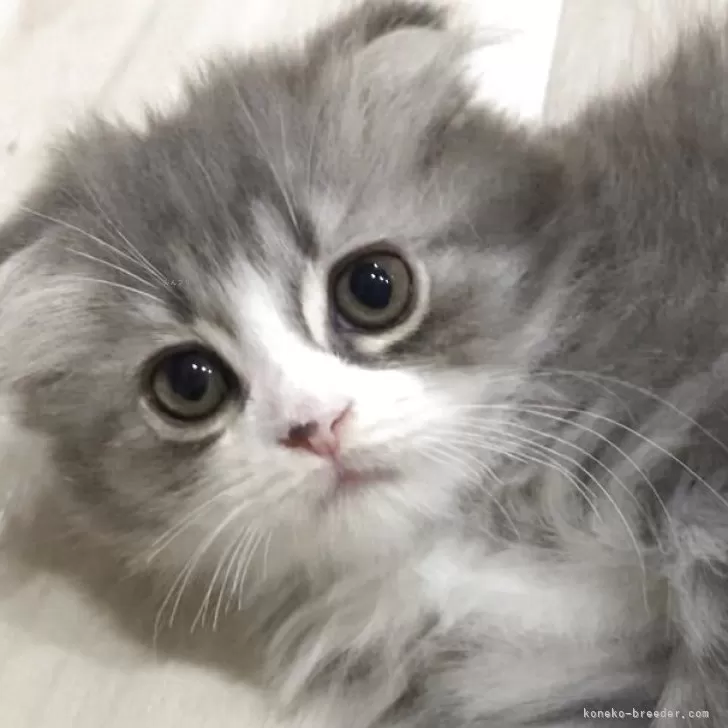 ID:2503-02798の子猫