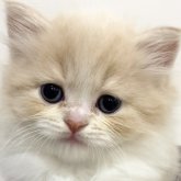 スコティッシュフォールド(立ち耳)