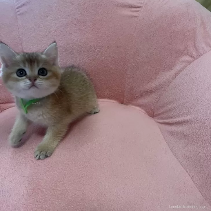 ID:2408-02820の子猫