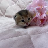 ブリティッシュショートヘア