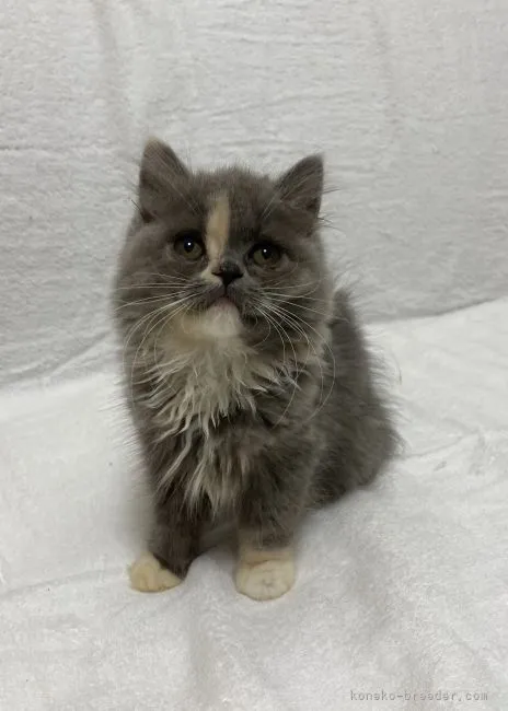 ID:2107-02483の子猫