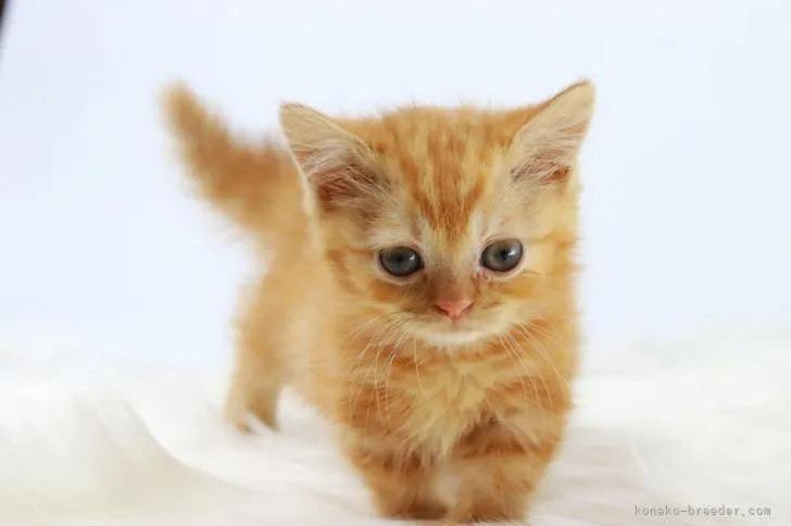 ID:2202-00043の子猫