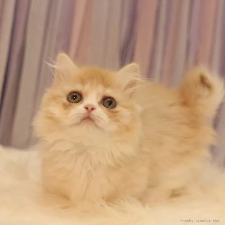 ID:2404-01018の子猫