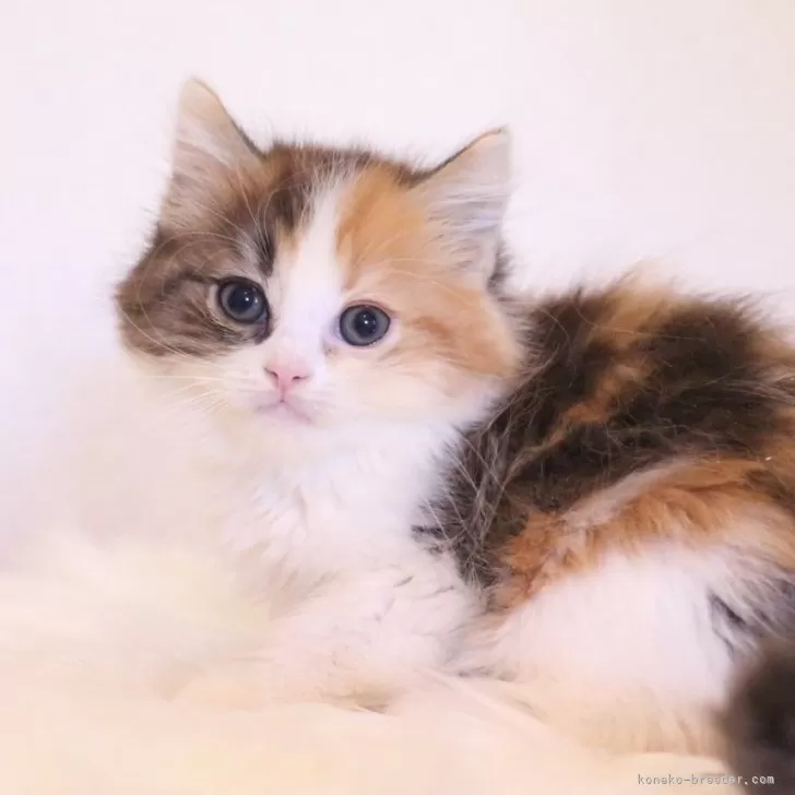 ID：2410-01935の子猫