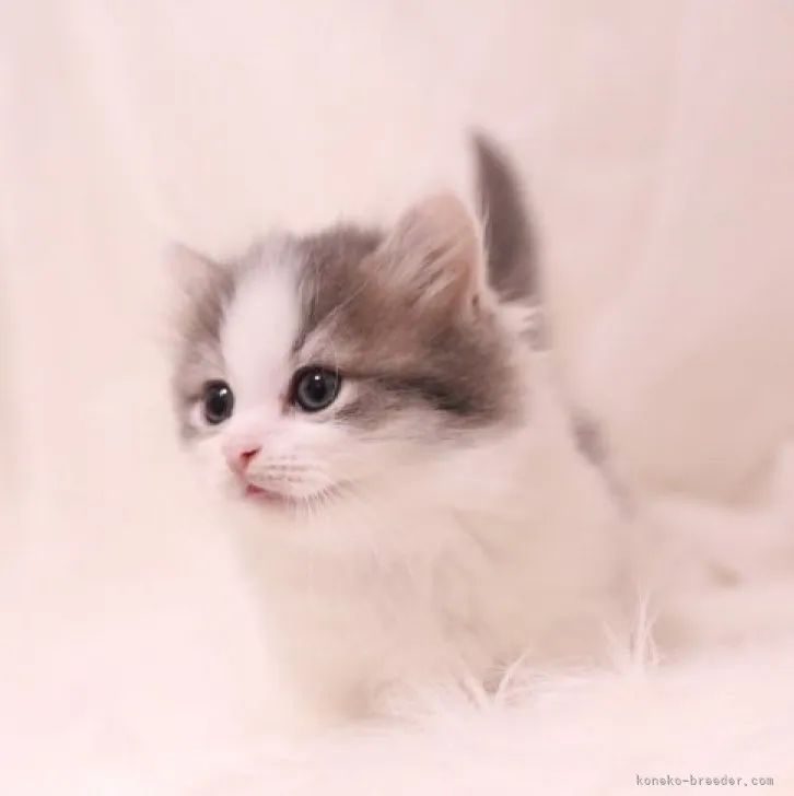 ID:2307-02463の子猫