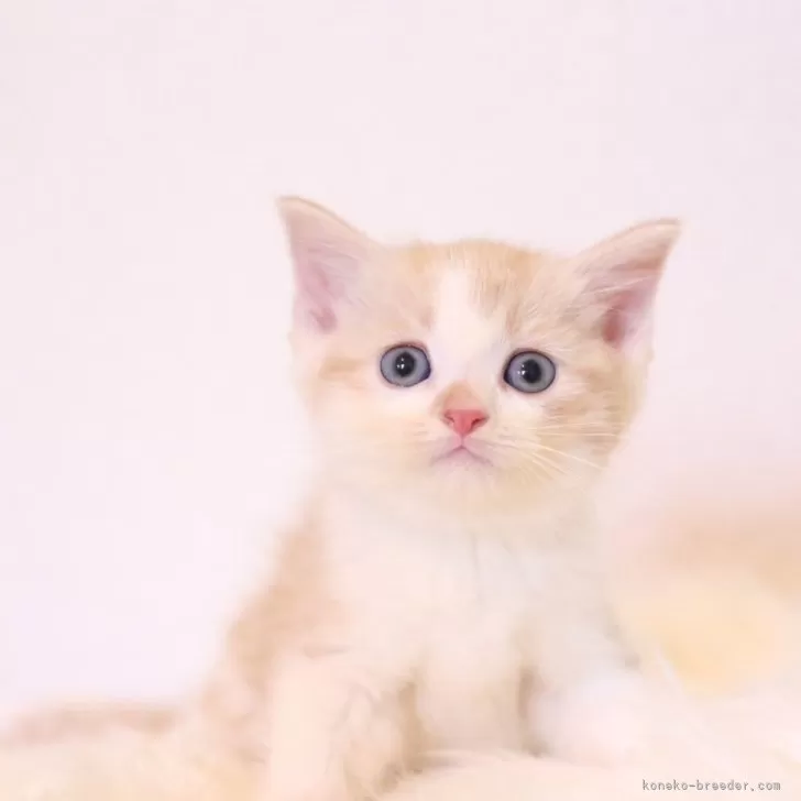 ID:2408-01861の子猫