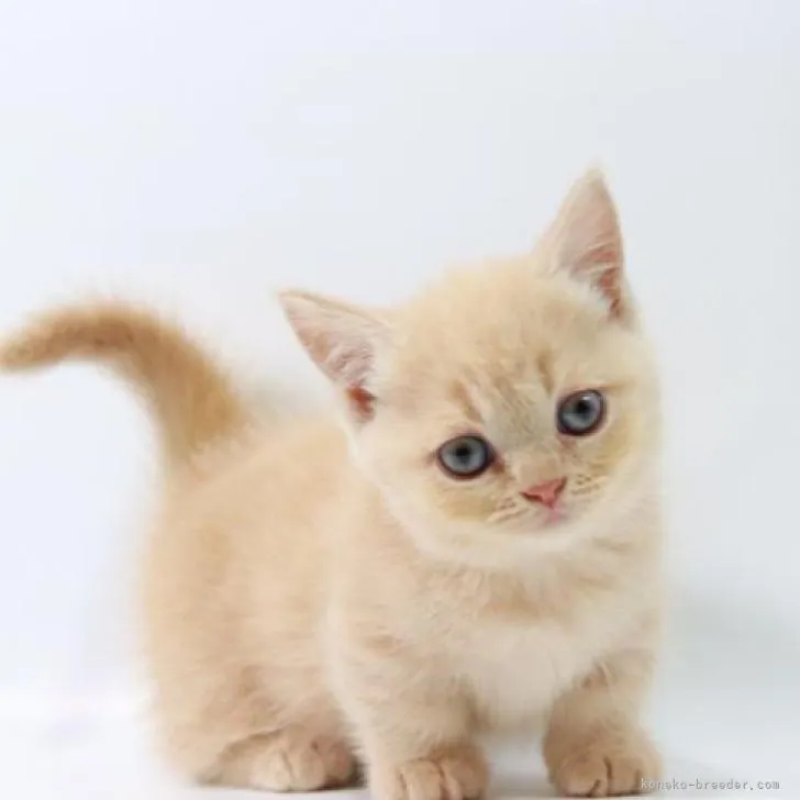 ID:2208-00397の子猫