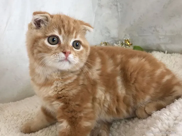 ID:2003-00348の子猫