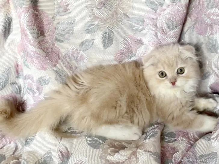 ID:2105-00515の子猫