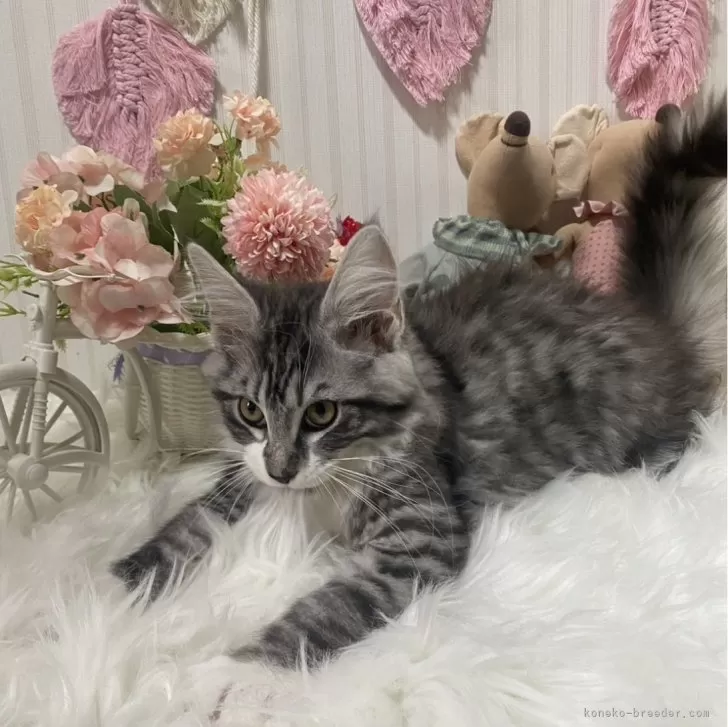 ID:2412-01421の子猫