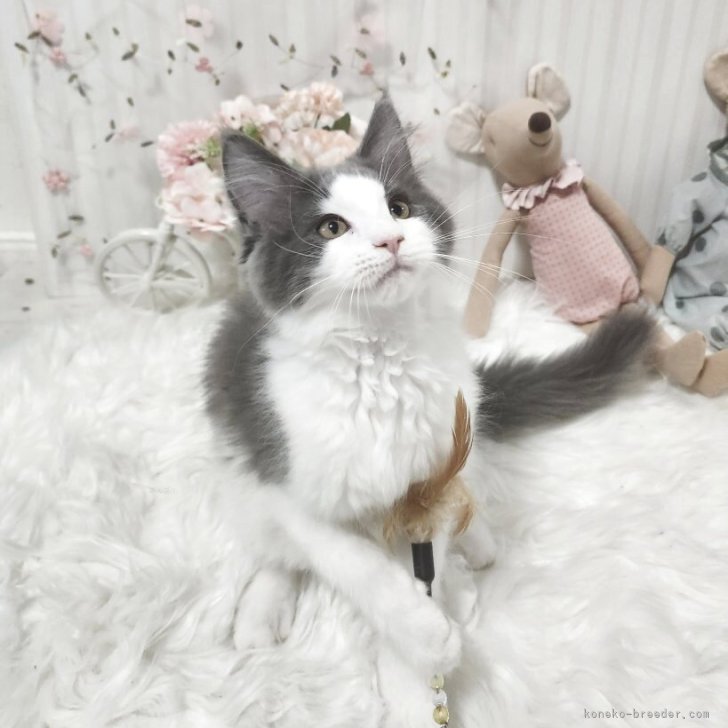 ブリーダー画像