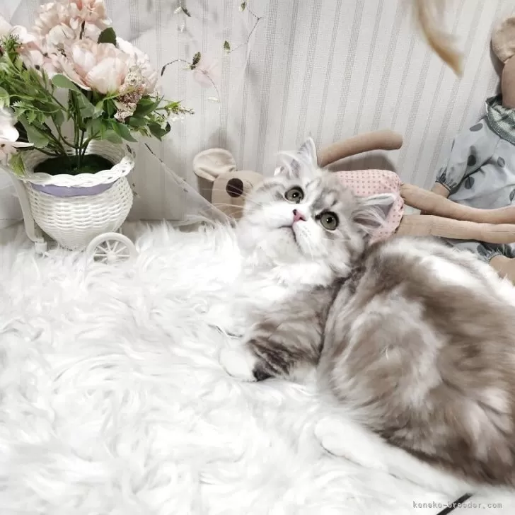 ID:2503-00217の子猫