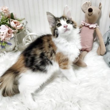 メインクーン【大阪府・女の子・2025年7月17日・キャリコ】の写真「とても人が大好きな可愛い女の子です!」