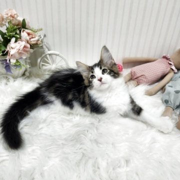 メインクーン【大阪府・男の子・2025年7月17日・ブラウンタビー&ホワイト】の写真「やんちゃな可愛い男の子のです!」