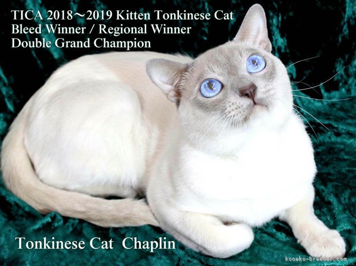 TICA 2018-2019 World Kitten Tonkinese BW RW｜森川　歩美(もりかわ　あゆみ)ブリーダー(三重県・ブリティッシュショートヘアなど・TICA/JCC/ECC登録)の紹介写真2