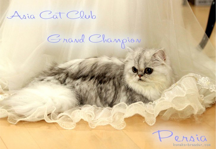 Asia Cat Club Grand Champion Persia｜森川　歩美(もりかわ　あゆみ)ブリーダー(三重県・ブリティッシュショートヘアなど・TICA/JCC/ECC登録)の紹介写真6