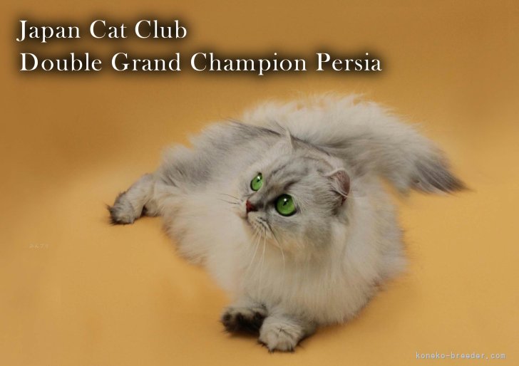 Japan Cat Club Double Grand Champion Persia｜森川　歩美(もりかわ　あゆみ)ブリーダー(三重県・ブリティッシュショートヘアなど・TICA/JCC/ECC登録)の紹介写真7