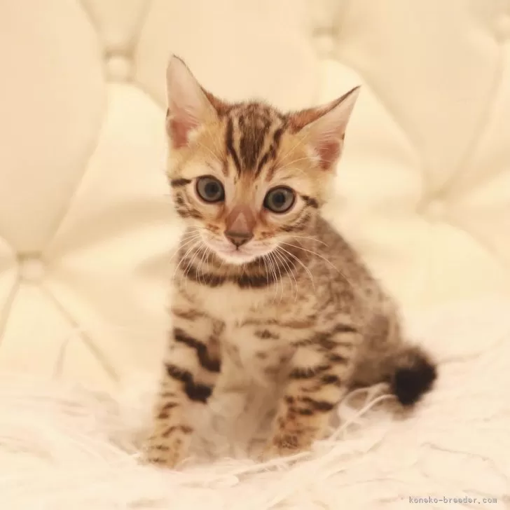 ID:2403-01903の子猫