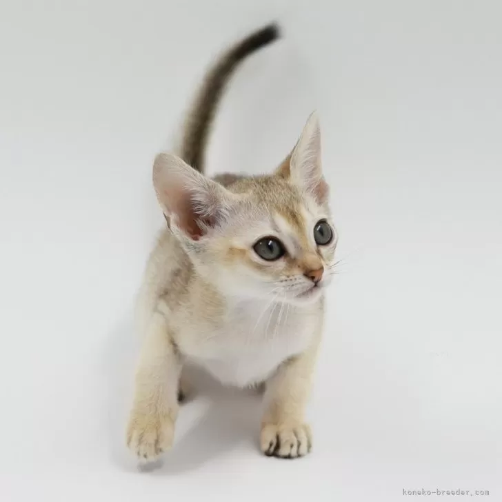 ID:2410-00855の子猫