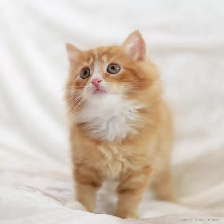 ID:2405-03950の子猫