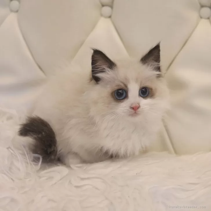 ID:2312-01962の子猫