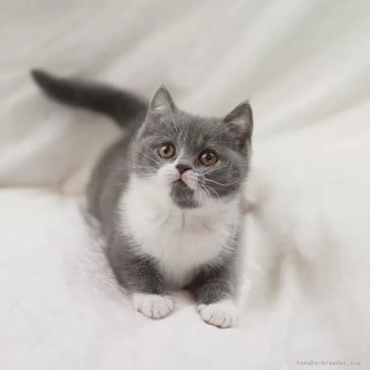 ID:2502-02523の子猫