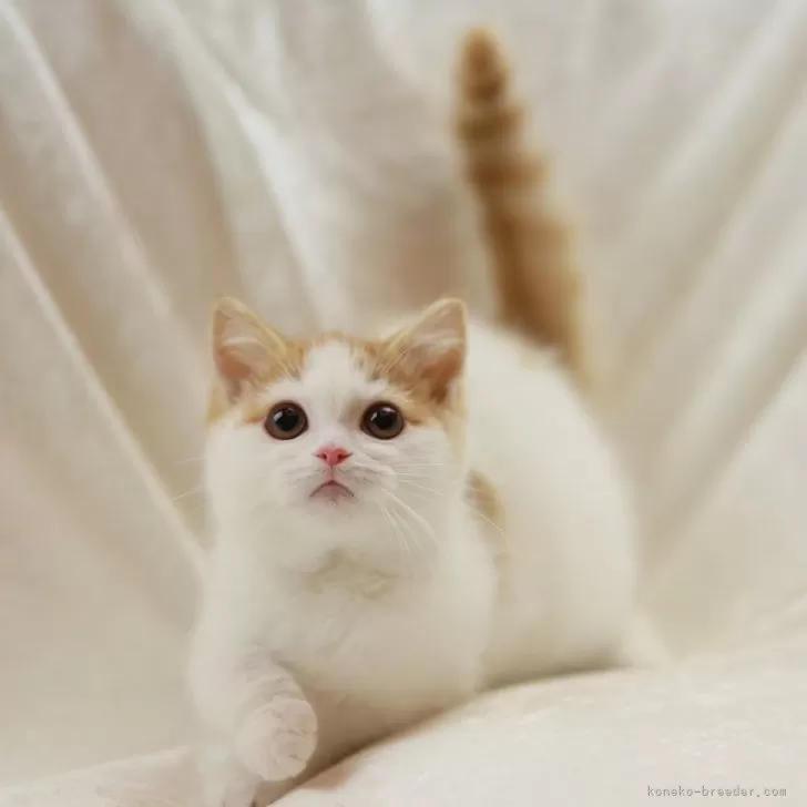 ID:2501-00557の子猫