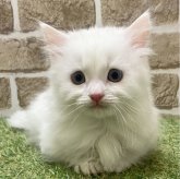 マンチカン(短足)