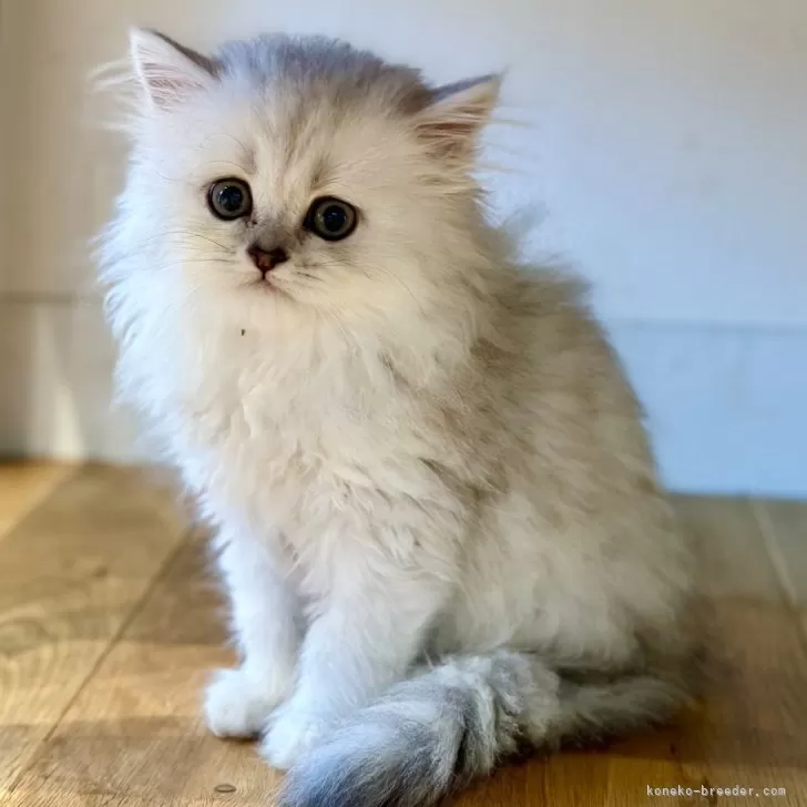 ID:2404-02241の子猫