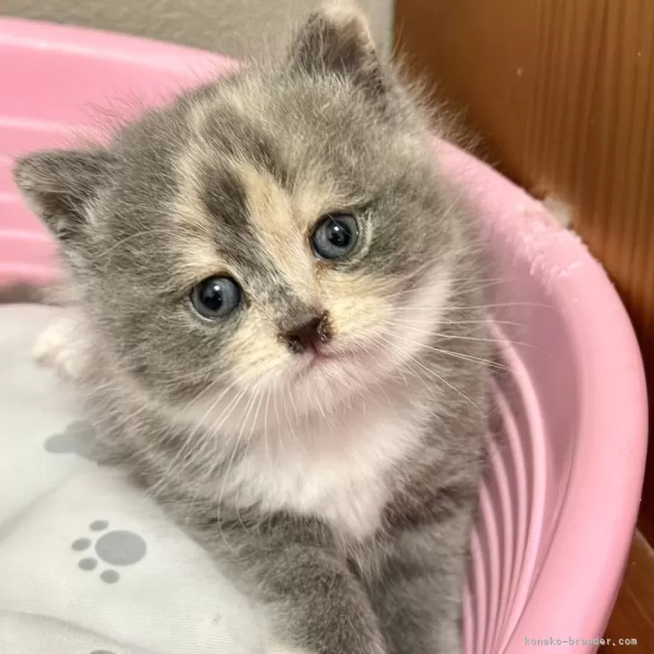 ID:2405-01386の子猫