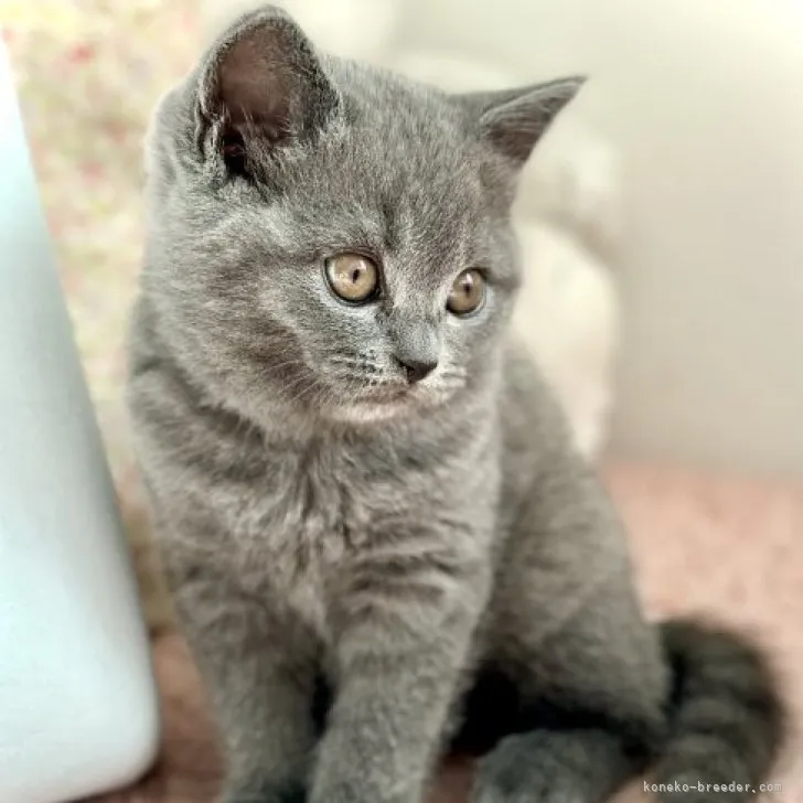 ID:2302-01613の子猫