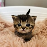 ブリティッシュショートヘア