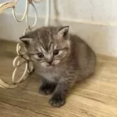 ブリティッシュショートヘア